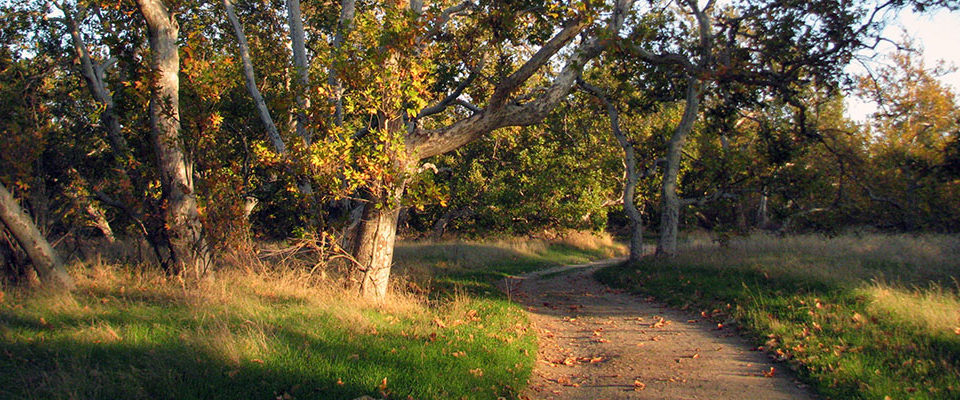 Trail through the sycamores at Sycamore Grove Park
